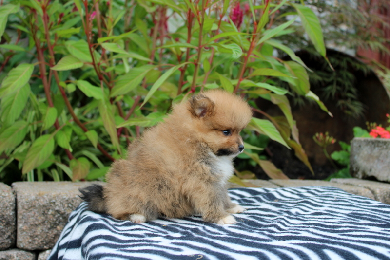 puppy, for, sale, Pomeranian, Matthew B. Stoltzfus, dog, breeder, Gap, PA, dog-breeder, puppy-for-sale, forsale, nearby, find, puppyfind, locator, puppylocator, aca